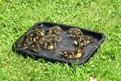 Ducklings in my backyard!